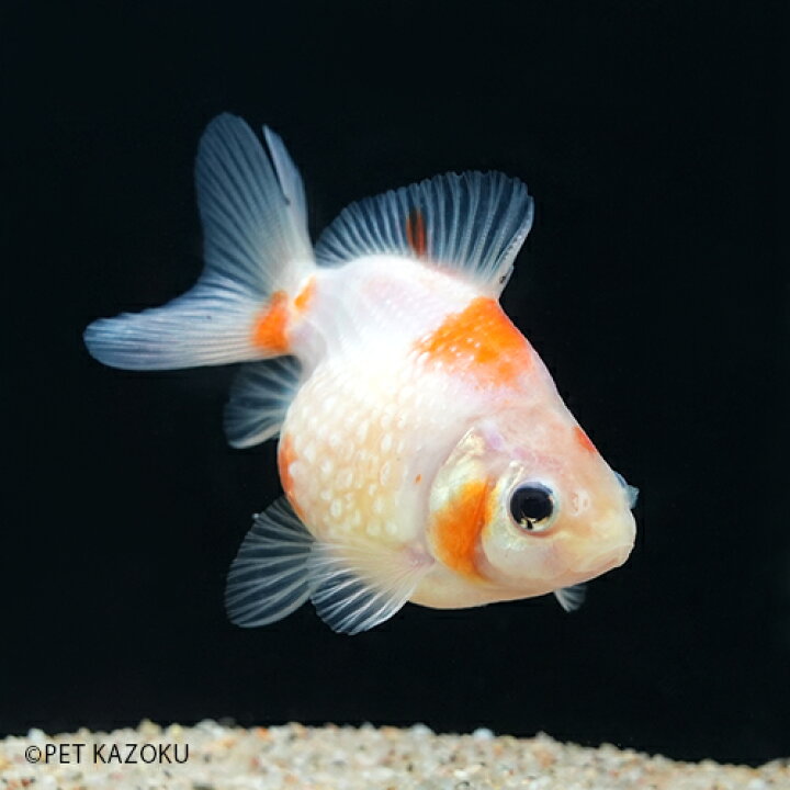 楽天市場 国産桜ピンポンパール 白勝ち 埼玉 1匹 4 6cm程度 金魚 観賞魚 変わり金魚 アクアリウム ペット 未来アクアリウム 楽天市場店