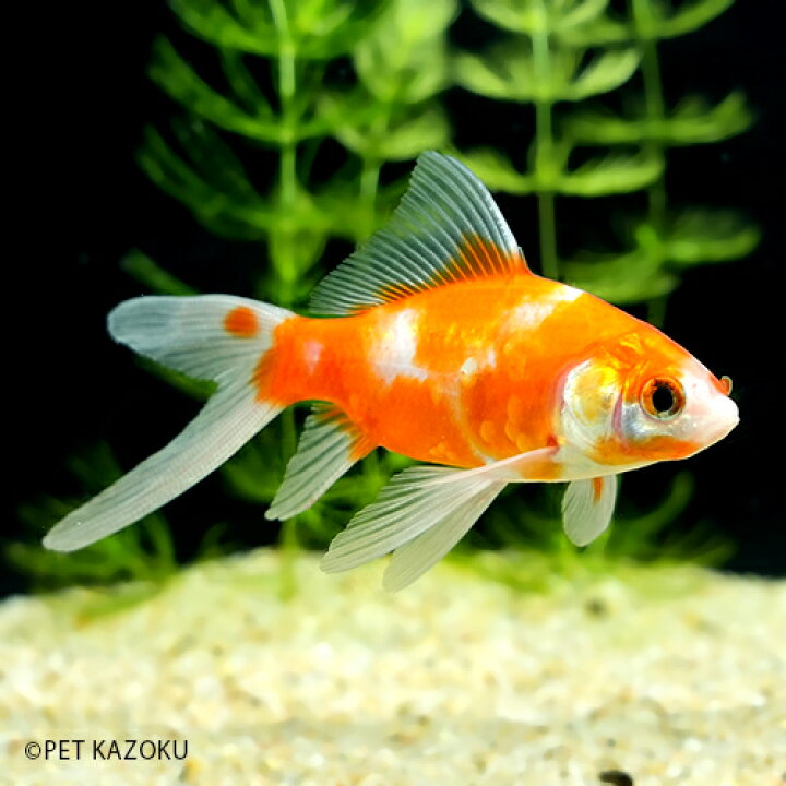 楽天市場 桜コメット 埼玉 1匹 7 8cm程度 金魚 観賞魚 魚 アクアリウム ペット 国産 未来アクアリウム 楽天市場店 楽天市場 桜コメット 埼玉 1匹 7 8cm程度 金魚 観賞魚 魚 アクアリウム ペット 国産 未来アクアリウム 楽天市場店