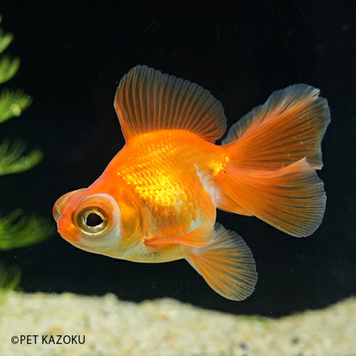 楽天市場 赤蝶尾 中国 1匹 8 9cm程度 金魚 蝶尾 観賞魚 魚 アクアリウム ペット 中国産 未来アクアリウム 楽天市場店