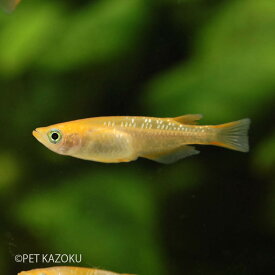 楽天市場 赤ラメめだかの通販 楽天市場 赤ラメめだかの通販