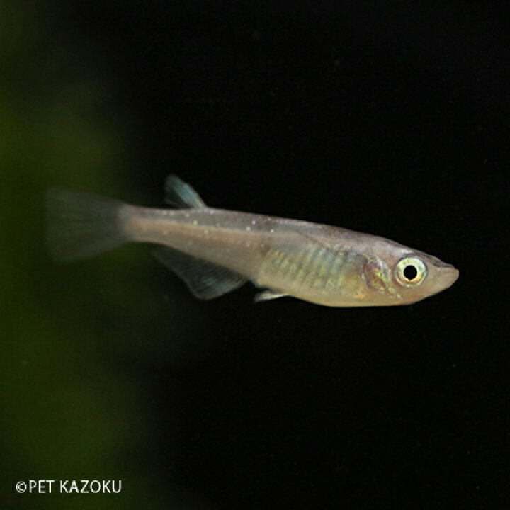 楽天市場 花魁系黒錦メダカ 体外光 1匹 2 3cm程度 メダカ めだか 観賞魚 アクアリウム ペット 未来アクアリウム 楽天市場店