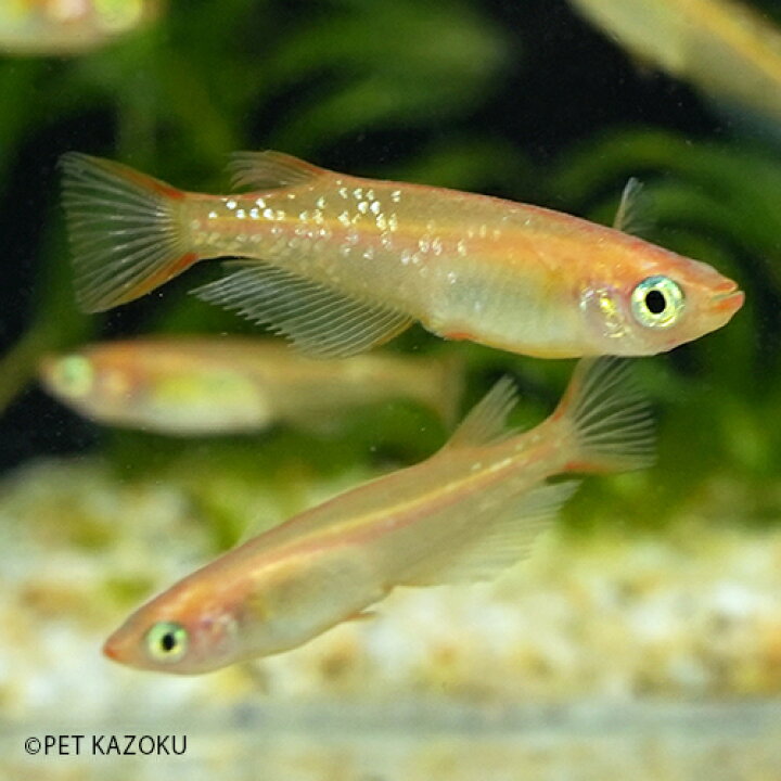 楽天市場 楊貴妃ラメメダカ 1匹 2 3cm程度 メダカ めだか 観賞魚 アクアリウム ペット 未来アクアリウム 楽天市場店