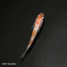 王華 1匹 (2～3cm程度) メダカ めだか 観賞魚 アクアリウム ペット