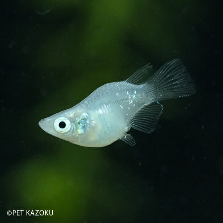 楽天市場 深海メダカ ダルマ 1匹 2 3cm程度 メダカ めだか 観賞魚 アクアリウム ペット 未来アクアリウム 楽天市場店