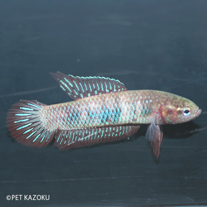 New 熱帯魚 ベタ ルブラ ワイルド １ペア 北海道 九州 沖縄航空便要保温 沖縄別途送料 Settefibra Com Br
