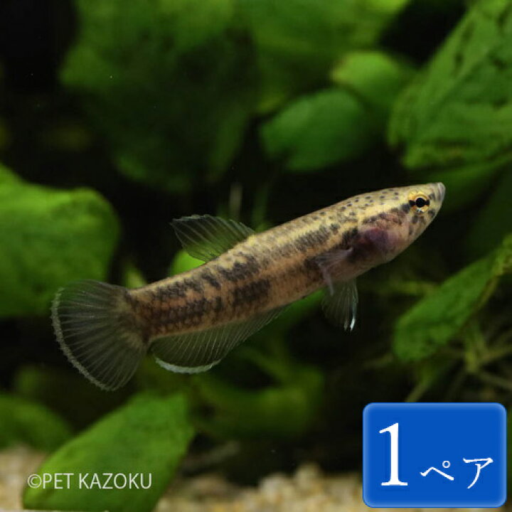 楽天市場 ワイルドベタ アルビマルギナータ 1ペア 3 4cm程度 ワイルド インドネシア 観賞魚 魚 アクアリウム 熱帯魚 アナバス ペット 飼育 未来アクアリウム 楽天市場店 楽天市場 ワイルドベタ アルビマルギナータ 1ペア 3 4cm程度 ワイルド インドネシア 観賞魚 魚 アクアリウム 熱帯魚 アナバス ペット 飼育 未来アクアリウム 楽天市場店