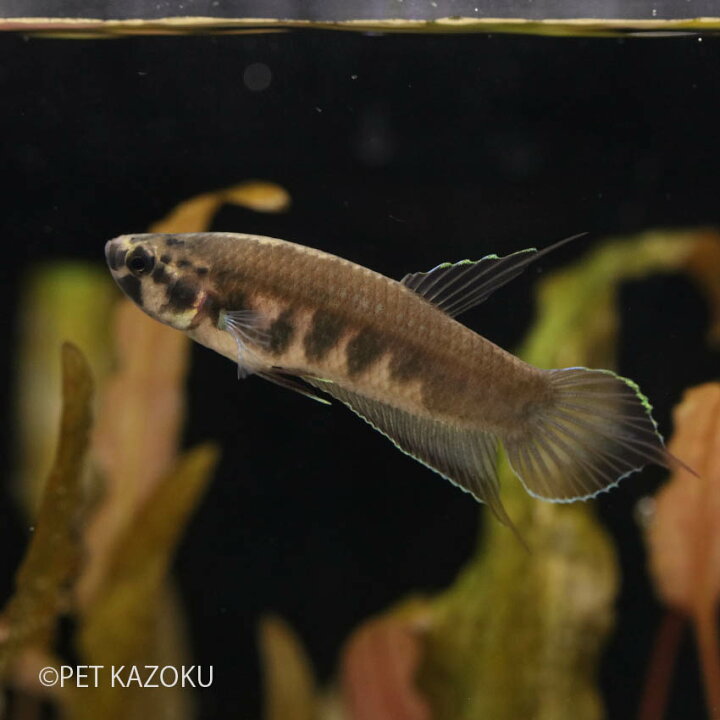 楽天市場 ワイルドベタ デニスヨンギィ 1ペア Wbd02 3 4cm程度 ワイルド インドネシア 観賞魚 魚 アクアリウム 熱帯魚 アナバス ペット 飼育 未来アクアリウム 楽天市場店 楽天市場 ワイルドベタ デニスヨンギィ 1ペア Wbd02 3 4cm程度 ワイルド インドネシア 観賞魚 魚 アクアリウム 熱帯魚 アナバス ペット 飼育 未来アクアリウム 楽天市場店