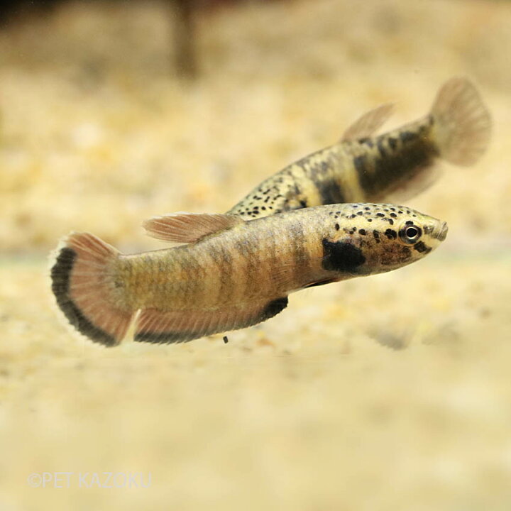 楽天市場 ワイルドベタ チャンノイデス 1ペア Wbc03 3 4cm程度 ワイルド インドネシア 観賞魚 魚 アクアリウム 熱帯魚 アナバス ペット 飼育 未来アクアリウム 楽天市場店 楽天市場 ワイルドベタ チャンノイデス 1ペア Wbc03 3 4cm程度 ワイルド インドネシア 観賞魚 魚 アクアリウム 熱帯魚 アナバス ペット 飼育 未来アクアリウム 楽天市場店