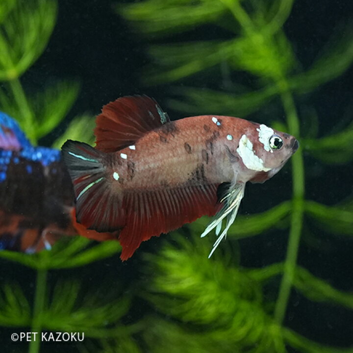 楽天市場 Pkhm コイカラーキャンディ オス Kcm03 1匹 4 5cm程度 ベタ アナバス 観賞魚 魚 アクアリウム 熱帯魚 ペット 未来アクアリウム 楽天市場店 楽天市場 Pkhm コイカラーキャンディ オス Kcm03 1匹 4 5cm程度 ベタ アナバス 観賞魚 魚 アクアリウム 熱帯魚 ペット 未来アクアリウム 楽天市場店