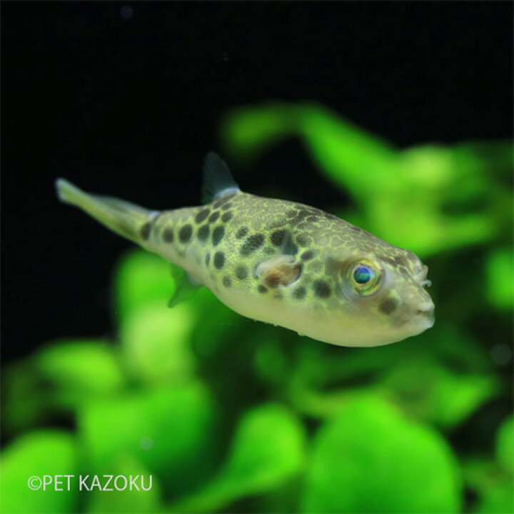 楽天市場 テトラオドン ショウテデニー S 1匹 観賞魚 魚 アクアリウム 熱帯魚 パファー フグ ペット 未来アクアリウム 楽天市場店