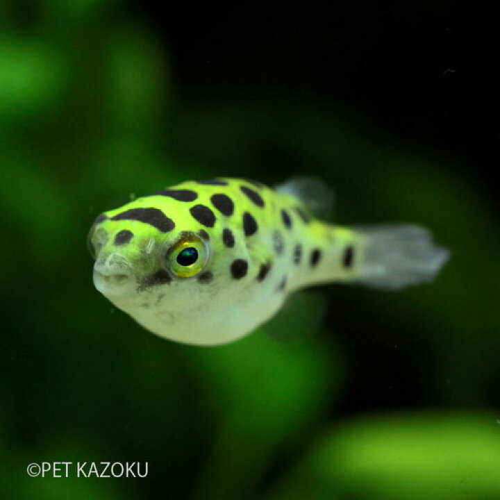 楽天市場 完全淡水ミドリフグ 1匹 観賞魚 魚 アクアリウム 熱帯魚 淡水 ペット フグ 未来アクアリウム 楽天市場店