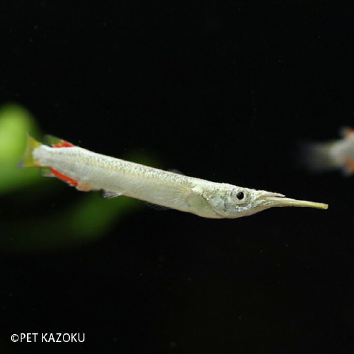 楽天市場 ゴールデンデルモゲニー 4 5cm程度 1匹 観賞魚 魚 アクアリウム 熱帯魚 ペット デルモゲニー 水草水槽 未来アクアリウム 楽天市場店 楽天市場 ゴールデンデルモゲニー 4 5cm程度 1匹 観賞魚 魚 アクアリウム 熱帯魚 ペット デルモゲニー 水草水槽 未来アクアリウム 楽天市場店