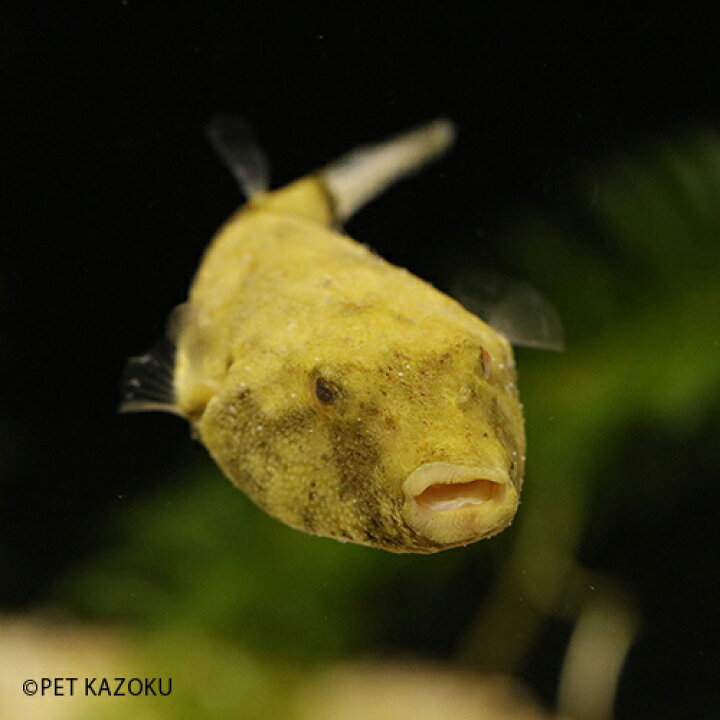 楽天市場 テトラオドン ミウルス コンゴ 1匹 4 6cm程度 観賞魚 魚 アクアリウム 熱帯魚 パファー フグ ペット 未来アクアリウム 楽天市場店 楽天市場 テトラオドン ミウルス コンゴ 1匹 4 6cm程度 観賞魚 魚 アクアリウム 熱帯魚 パファー フグ ペット 未来アクアリウム 楽天市場店