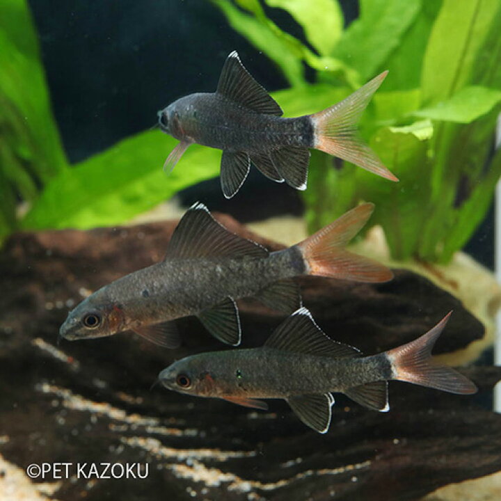 楽天市場 レッドテールブラックシャーク 1匹 コイの仲間 観賞魚 魚 アクアリウム ペット 未来アクアリウム 楽天市場店 楽天市場 レッドテールブラックシャーク 1匹 コイの仲間 観賞魚 魚 アクアリウム ペット 未来アクアリウム 楽天市場店