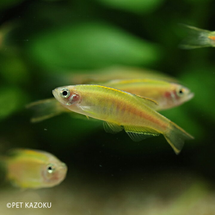 楽天市場 オレンジグリッターダニオ ブリード 1匹 3cm程度 観賞魚 魚 アクアリウム 熱帯魚 ペット オレンジ 水草水槽 未来アクアリウム 楽天市場店 楽天市場 オレンジグリッターダニオ ブリード 1匹 3cm程度 観賞魚 魚 アクアリウム 熱帯魚 ペット オレンジ 水草水槽 未来アクアリウム 楽天市場店