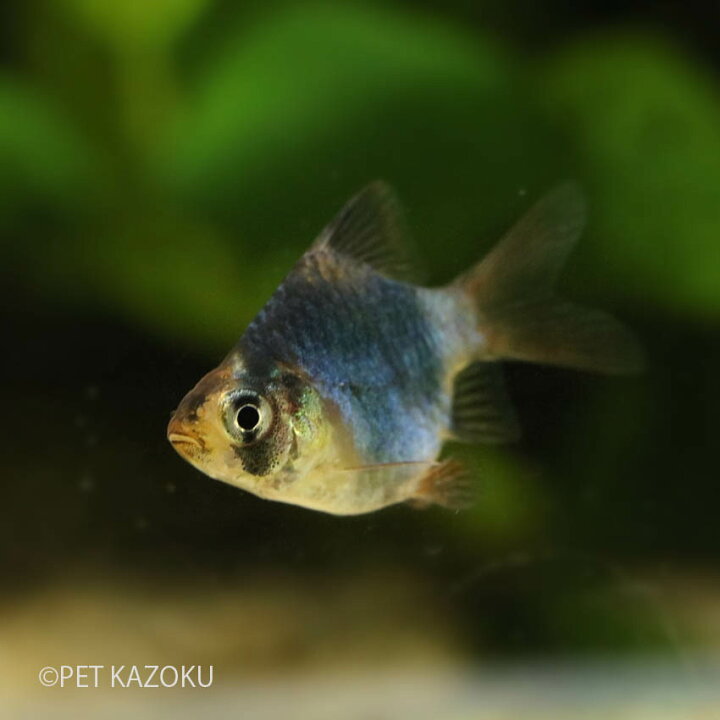 楽天市場 バルーングリーンスマトラ 1匹 2 3cm程度 コイの仲間 小型 観賞魚 魚 アクアリウム 熱帯魚 ペット 未来アクアリウム 楽天市場店