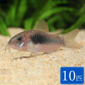 コリドラス アエネウス 10匹 (2～3cm程度) 観賞魚 魚 アクアリウム ショートノーズ 熱帯魚 ペット