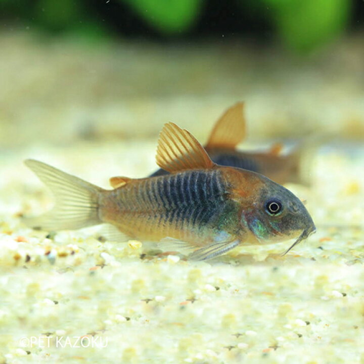 楽天市場 コリドラス ベネズエラオレンジ ブリード 1匹 2 3cm程度 観賞魚 魚 アクアリウム ショートノーズ 熱帯魚 ペット 未来アクアリウム 楽天市場店