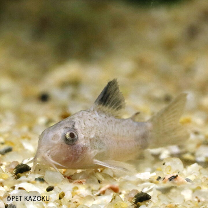 楽天市場 コリドラス ホワイトパンダ 1匹 コリドラス 観賞魚 魚 アクアリウム 熱帯魚 ペット 未来アクアリウム 楽天市場店