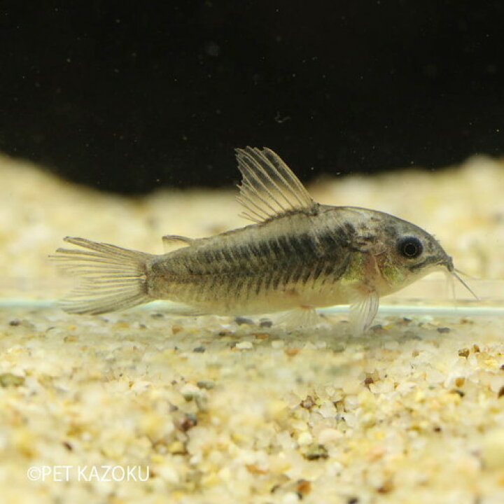 楽天市場 コリドラス エレガンス プルス 1匹 3cm程度 ワイルド 観賞魚 魚 アクアリウム 熱帯魚 ペット 水槽 飼育 コリドラス 未来アクアリウム 楽天市場店
