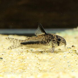 楽天市場 熱帯魚 コリドラスの通販