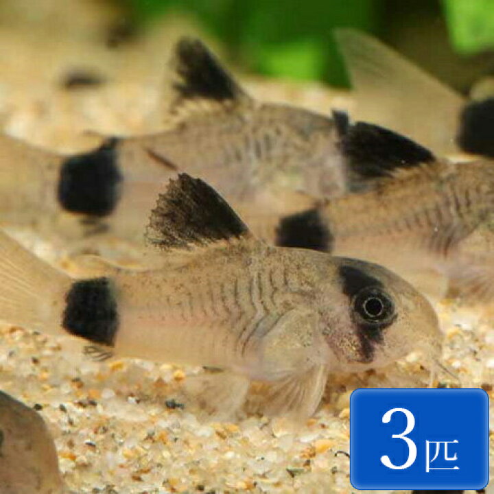 楽天市場 コリドラス パンダ 3匹 2cm程度 コリドラス 観賞魚 熱帯魚 アクアリウム 未来アクアリウム 楽天市場店