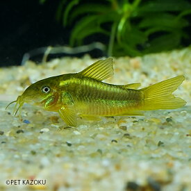 楽天市場 コリドラス イルミネータス 熱帯魚 アクアリウム ペット ペットグッズ の通販
