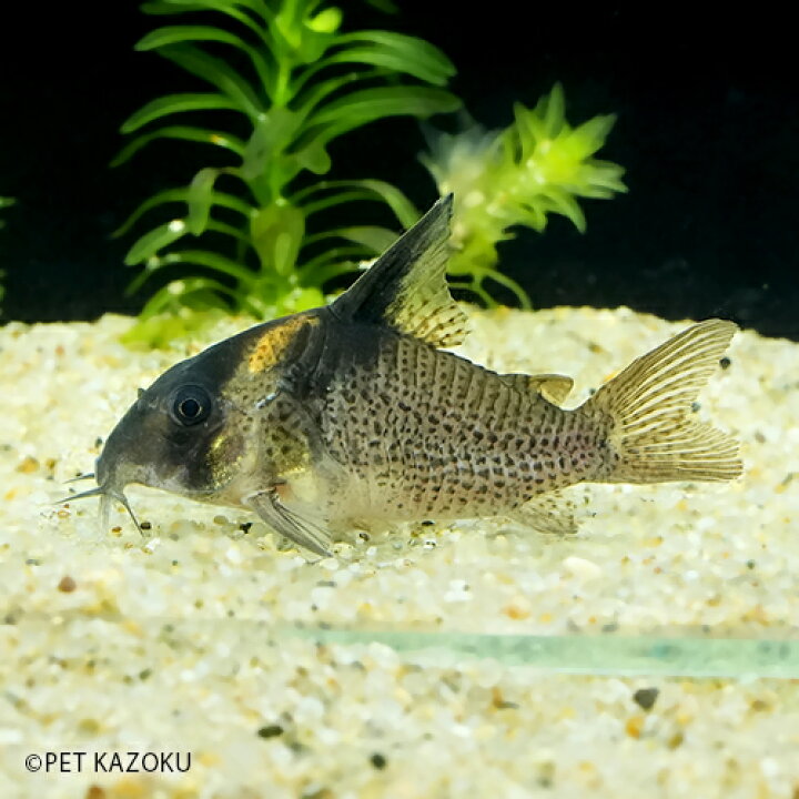 楽天市場 コリドラス ブレビロストリス L 1匹 4 5cm程度 コリドラス 観賞魚 熱帯魚 アクアリウム 未来アクアリウム 楽天市場店