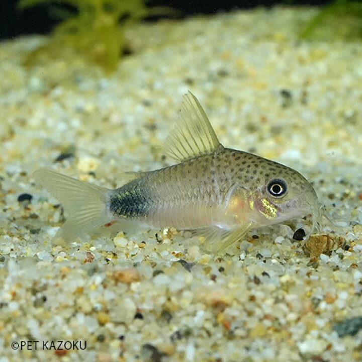 楽天市場 コリドラス シミリスiv イガラッペ カンブレ 1匹 3 4cm程度 観賞魚 魚 アクアリウム 熱帯魚 コリドラス ショートノーズ ペット 飼育 未来アクアリウム 楽天市場店
