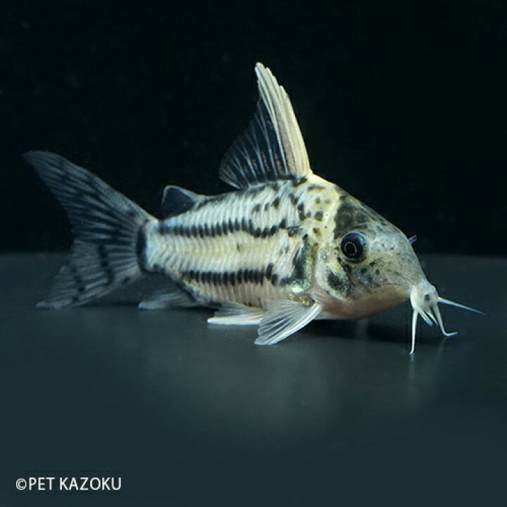 楽天市場 コリドラス セミロングノーズシュワルツィ ラブレア Wrt30 1匹 5 5 5cm程度 観賞魚 魚 アクアリウム 熱帯魚 コリドラス ペット 飼育 未来アクアリウム 楽天市場店