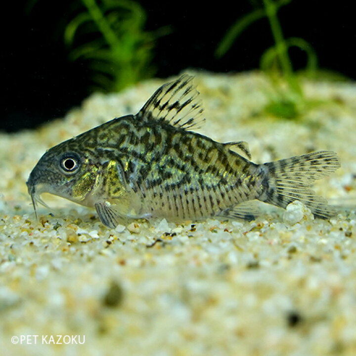 楽天市場 コリドラス ソダリス イガラッペ パウザウ 1匹 3 4cm程度 観賞魚 魚 アクアリウム 熱帯魚 コリドラス ショートノーズ ペット 飼育 未来アクアリウム 楽天市場店