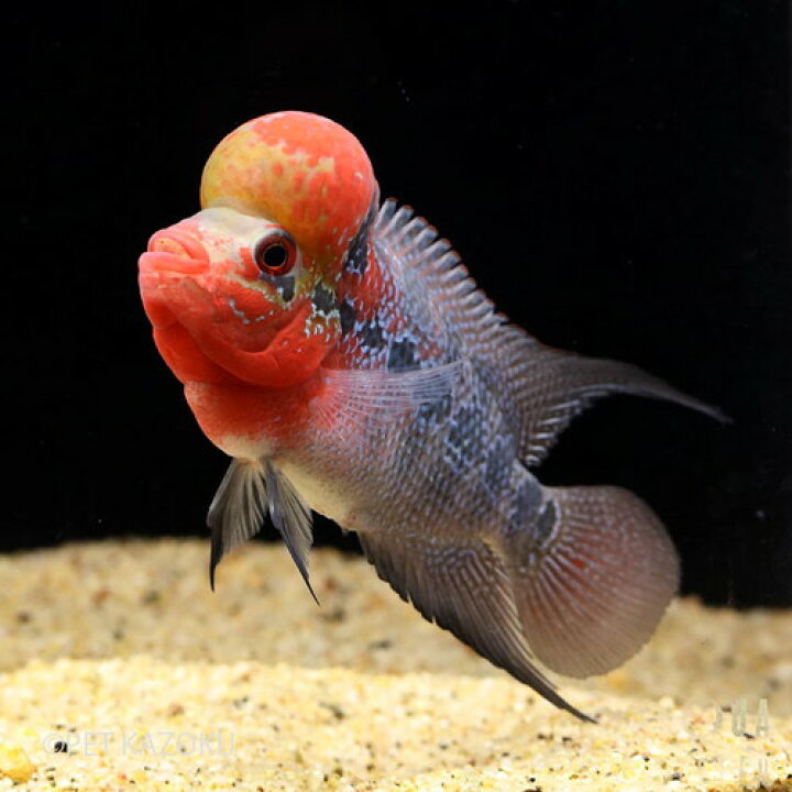 楽天市場 フラワーホーン Big Head Sm Aグレード レッドfb05 1匹 8 9cm程度 観賞魚 魚 アクアリウム 熱帯魚 フラワーホーン ペット 飼育 未来アクアリウム 楽天市場店