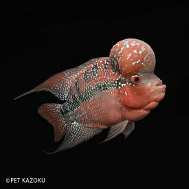 楽天市場 熱帯魚 フラワー ホーンの通販