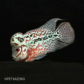 楽天市場 熱帯魚 フラワーホーンの通販