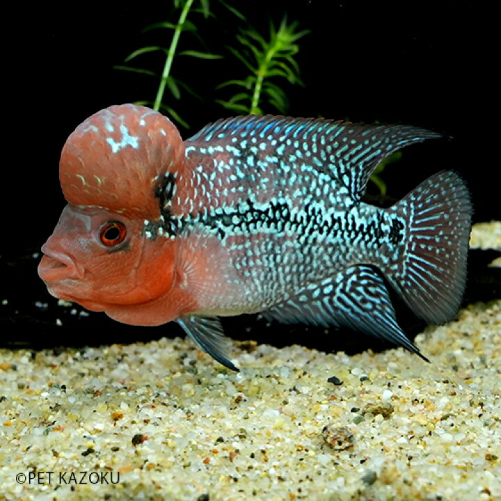 楽天市場 フラワーホーン Big Head Sm Aグレード Bhfh90 1匹 8 10cm程度 観賞魚 魚 アクアリウム 熱帯魚 フラワーホーン ペット 飼育 未来アクアリウム 楽天市場店