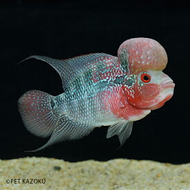 楽天市場 フラワーホーン 混泳の通販