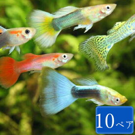 楽天市場 カラフル 熱帯魚 アクアリウム ペット ペットグッズ の通販