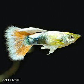 楽天市場 グッピーオスのみ ペット ペットグッズ の通販