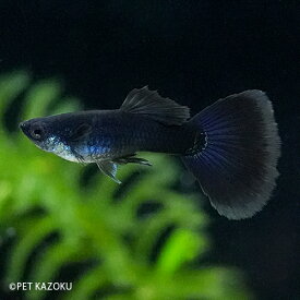 楽天市場 グッピー 黒の通販