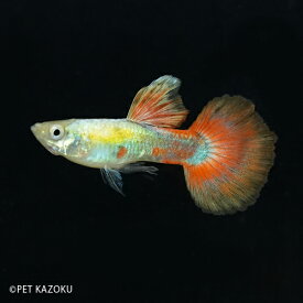 楽天市場 グッピーオスのみ ペット ペットグッズ の通販