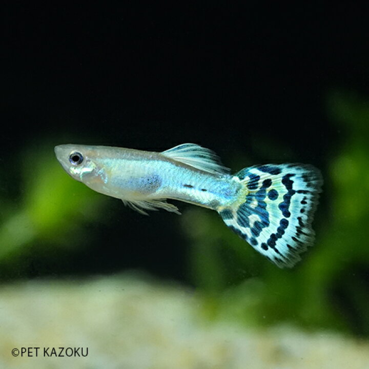 楽天市場 国産グッピー ラズリーブルーグラス 1ペア 3 4cm程度 グッピー 国産 観賞魚 魚 アクアリウム 熱帯魚 ペット ペア 未来アクアリウム 楽天市場店 楽天市場 国産グッピー ラズリーブルーグラス 1ペア 3 4cm程度 グッピー 国産 観賞魚 魚 アクアリウム 熱帯魚 ペット ペア 未来アクアリウム 楽天市場店