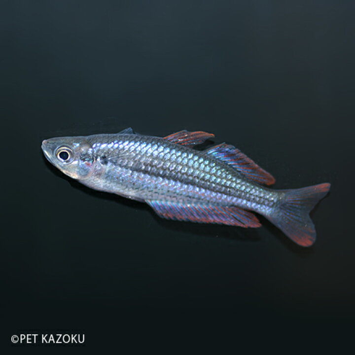 楽天市場 エクスクイジットレインボー 1匹 レインボーフィッシュ 観賞魚 魚 アクアリウム 熱帯魚 ペット 未来アクアリウム 楽天市場店