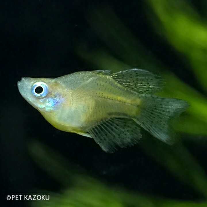 楽天市場 バタフライレインボー ショートボディ 1匹 1 1 5cm程度 観賞魚 魚 アクアリウム 熱帯魚 ペット レインボーフィッシュ 未来アクアリウム 楽天市場店