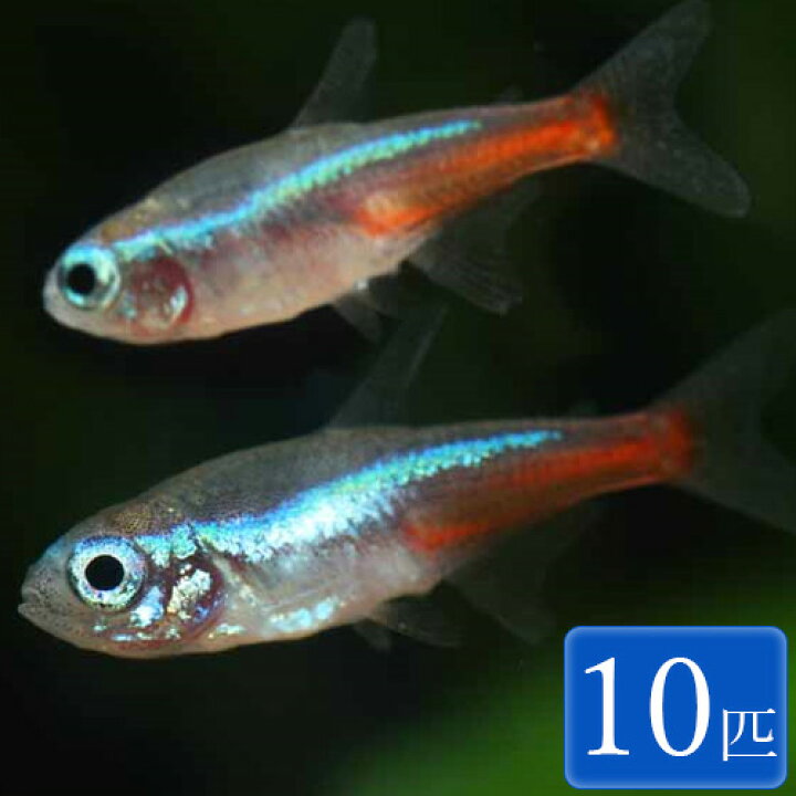 楽天市場 ネオンテトラ Sm 10匹 1 5 2cm程度 セット 観賞魚 魚 アクアリウム カラシン 熱帯魚 ペット スターターフィッシュ パイロットフィッシュ 未来アクアリウム 楽天市場店