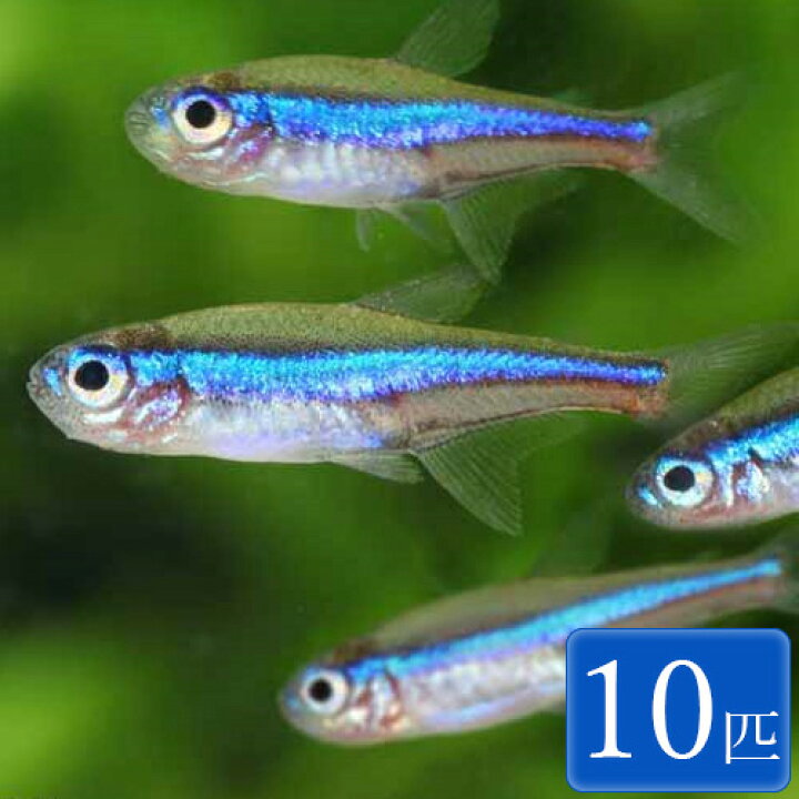 楽天市場 グリーンネオンテトラ 10匹 2 2 5cm程度 観賞魚 魚 アクアリウム カラシン 熱帯魚 ペット スターターフィッシュ 初心者 未来アクアリウム 楽天市場店 楽天市場 グリーンネオンテトラ 10匹 2 2 5cm程度 観賞魚 魚 アクアリウム カラシン 熱帯魚 ペット スターターフィッシュ 初心者 未来アクアリウム 楽天市場店