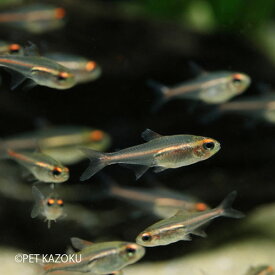 グローライトテトラ 1匹 観賞魚 魚 アクアリウム 熱帯魚 カラシン 小型 ペット