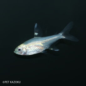 ゴールデンプリステラ 1匹 (2.5～3cm程度) カラシン プリステラ 小型 観賞魚 魚 アクアリウム 熱帯魚 ペット