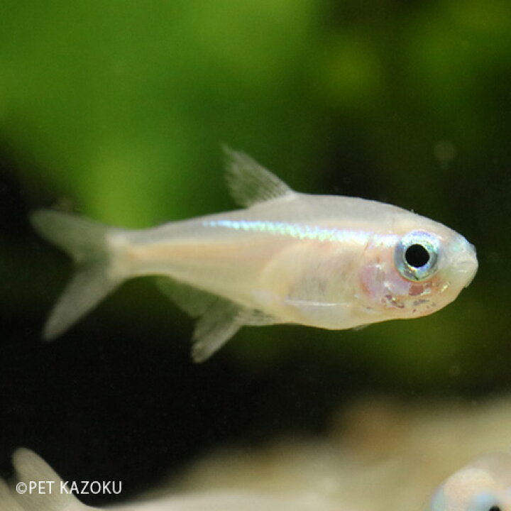 楽天市場 ニューゴールドネオン L 1匹 カラシン テトラ ネオンテトラ 小型 観賞魚 魚 アクアリウム 熱帯魚 ペット 未来アクアリウム 楽天市場店