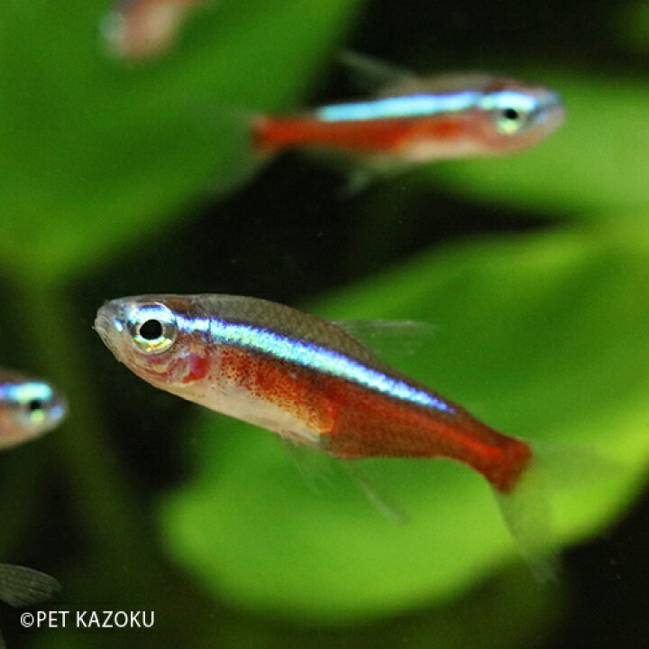 楽天市場 カージナルテトラ ワイルド 2 2 5cm程度 1匹 観賞魚 魚 アクアリウム 熱帯魚 ペット ブルー レッド ワイルド 水草水槽 未来アクアリウム 楽天市場店
