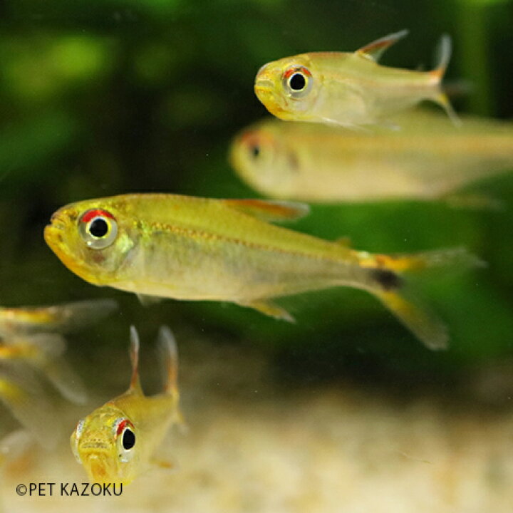 楽天市場 レッドショルダーホタルテトラ マラヴィーリャ 3cm程度 1匹 観賞魚 魚 アクアリウム 熱帯魚 ペット レッドショルダー ホタル 水草水槽 未来アクアリウム 楽天市場店